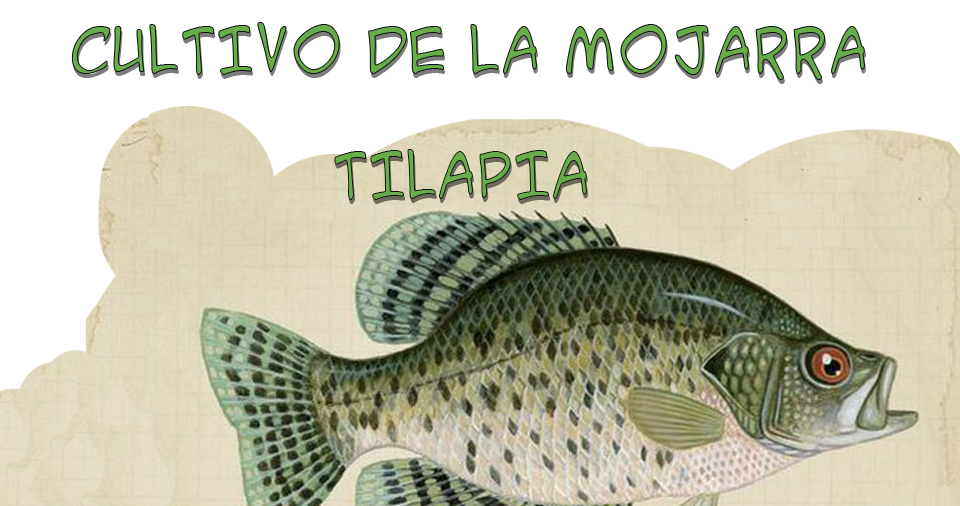 Curso en linea